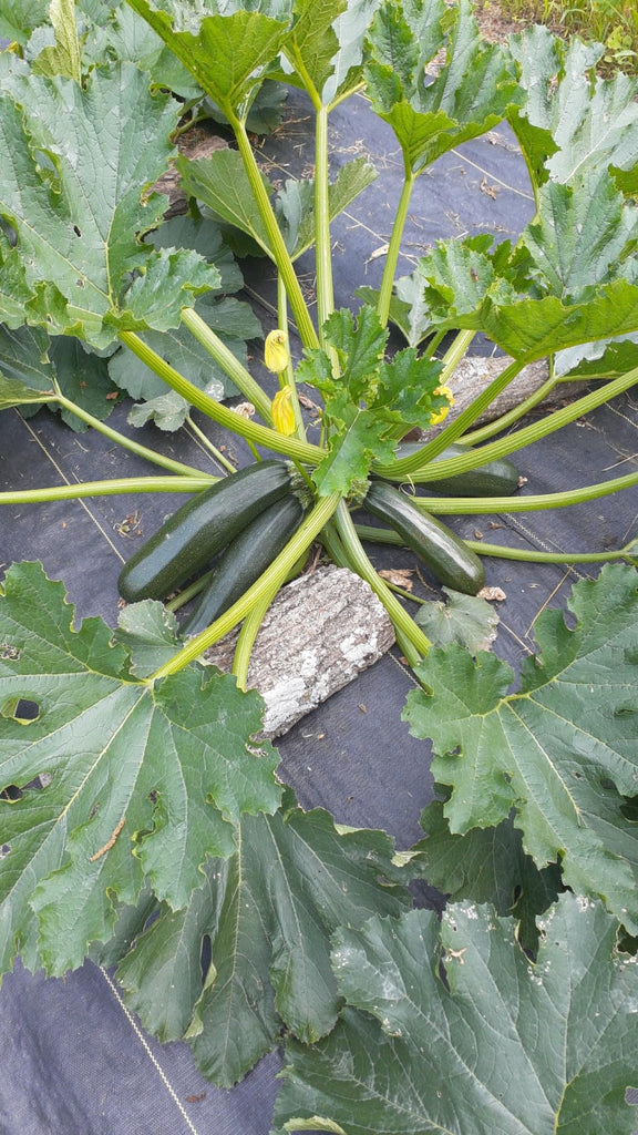 Navaris Unkrautvlies 50m² Unkrautvlies-Folie Rolle - Wasserdurchlässig